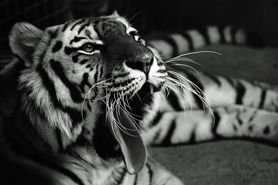 Roar Of The Tiger Photograph