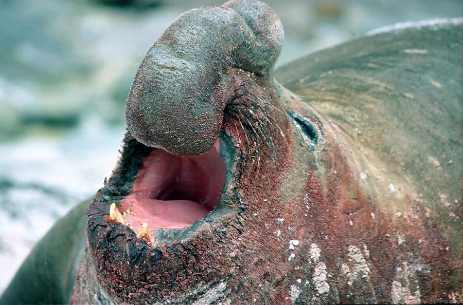 Roaring Elephant Seal Photograph by Tony Webb | Fine Art America