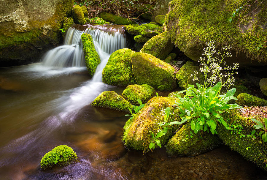 Waterfall Photograph - Roaring Fork Great Smoky Mountains National Park TN by Dave Allen