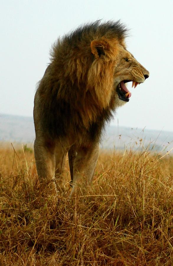 Roaring Lion Photograph by Amanda Stadther
