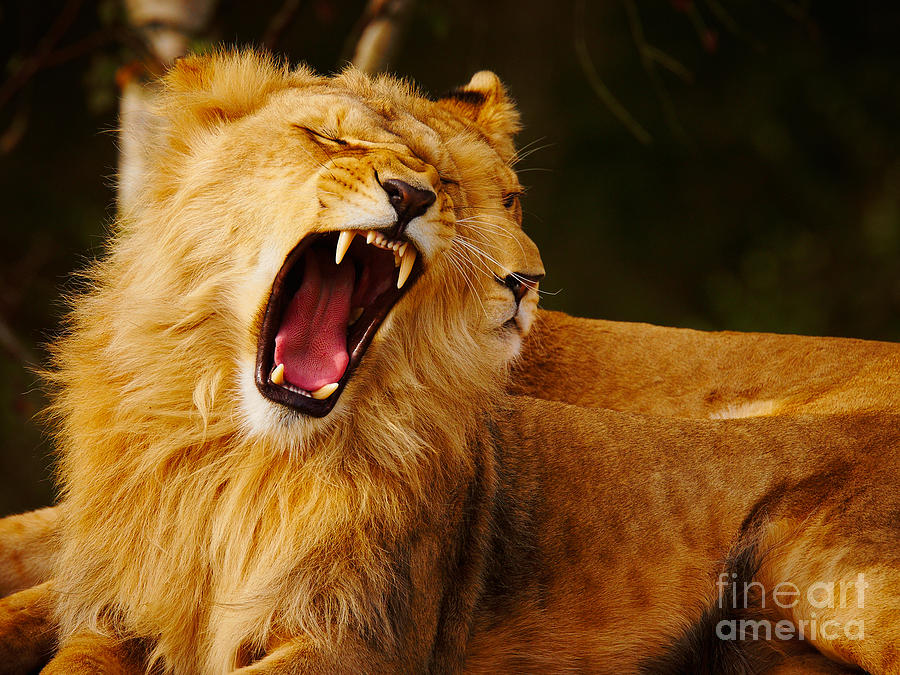 Cat Photograph - Roaring lion and lioness by Nick  Biemans