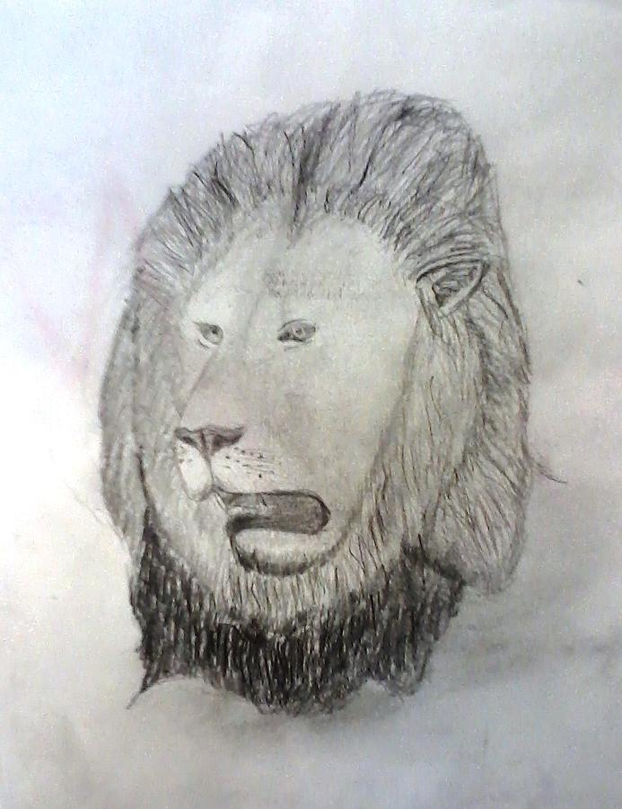 lion roaring drawing