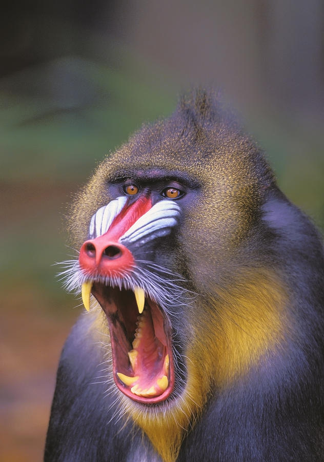 Roaring Mandrill Baboon Photograph by Thomas Kitchin Victoria Hurst