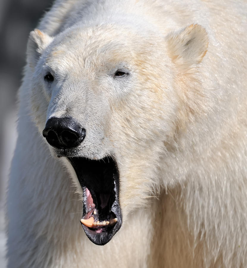 Roaring Polar Bear Photograph by Freder