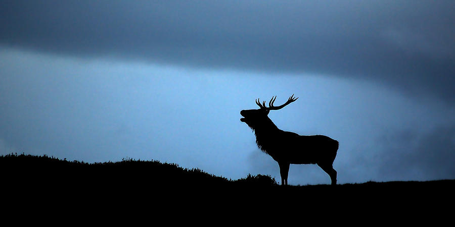Roaring stag silhouette Photograph by  Gavin Macrae
