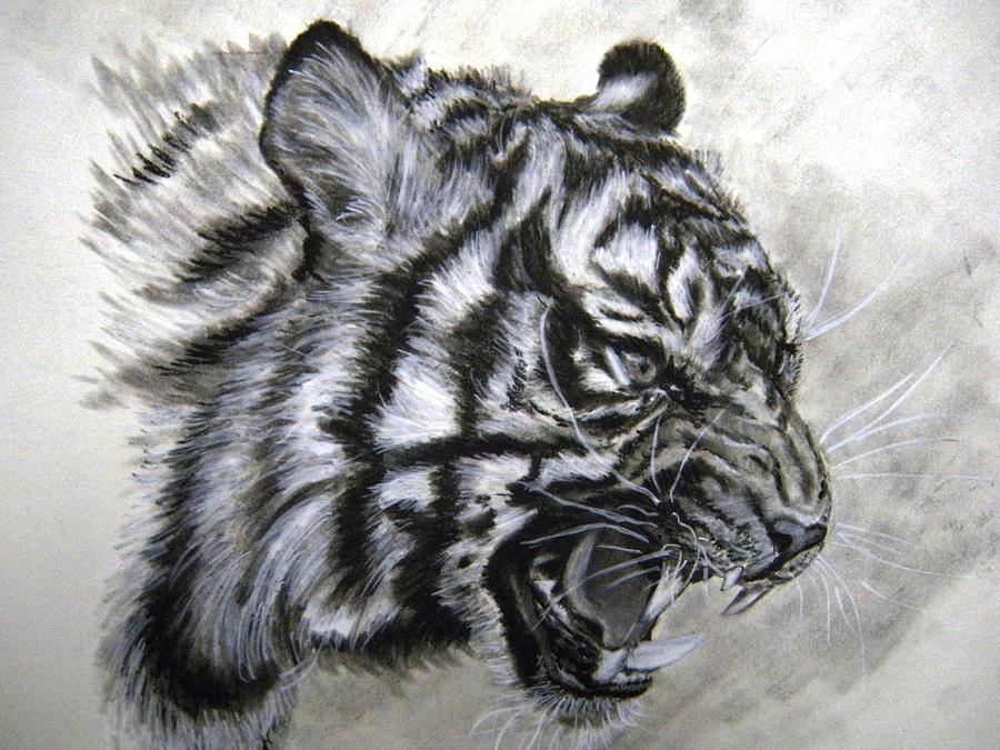 Canvas Print A grey tiger roaring - PIXERS.US