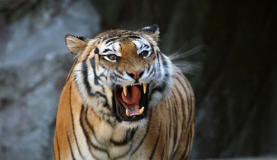 Roaring tiger with motion blur Photograph by Romaoslo