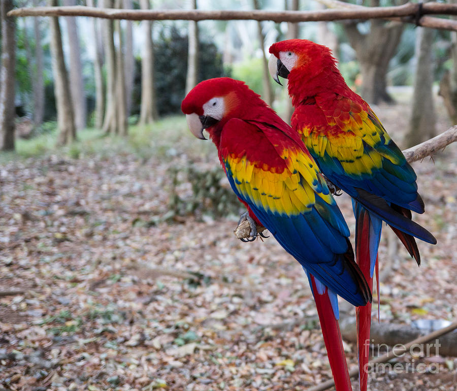 Roatan Macaws Photograph by Suzanne Luft