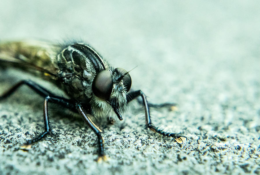 Insects Photograph - Robber Fly Awaiting Prey by Douglas Barnett