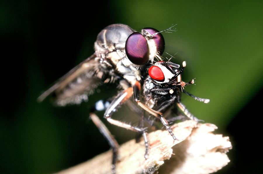 Nature Photograph - Robber Fly Feeding On Its Prey by Sinclair Stammers/science Photo Library