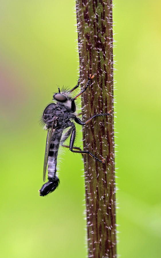 Robber Fly Photograph by Juergen Roth