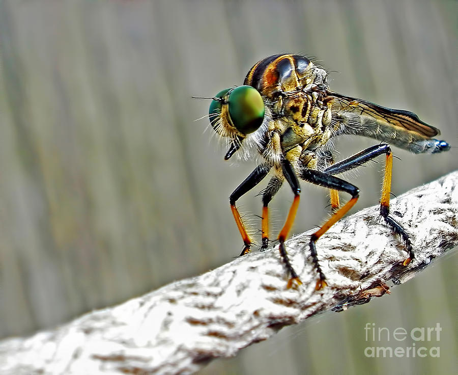 Insects Photograph - Robber Fly by Kaye Menner