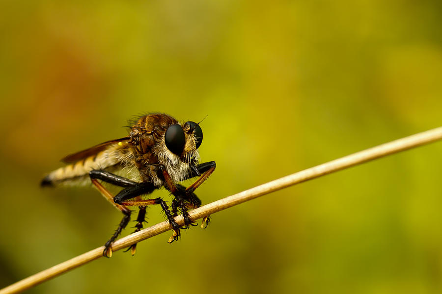 Robber Fly Photograph by Shane Holsclaw