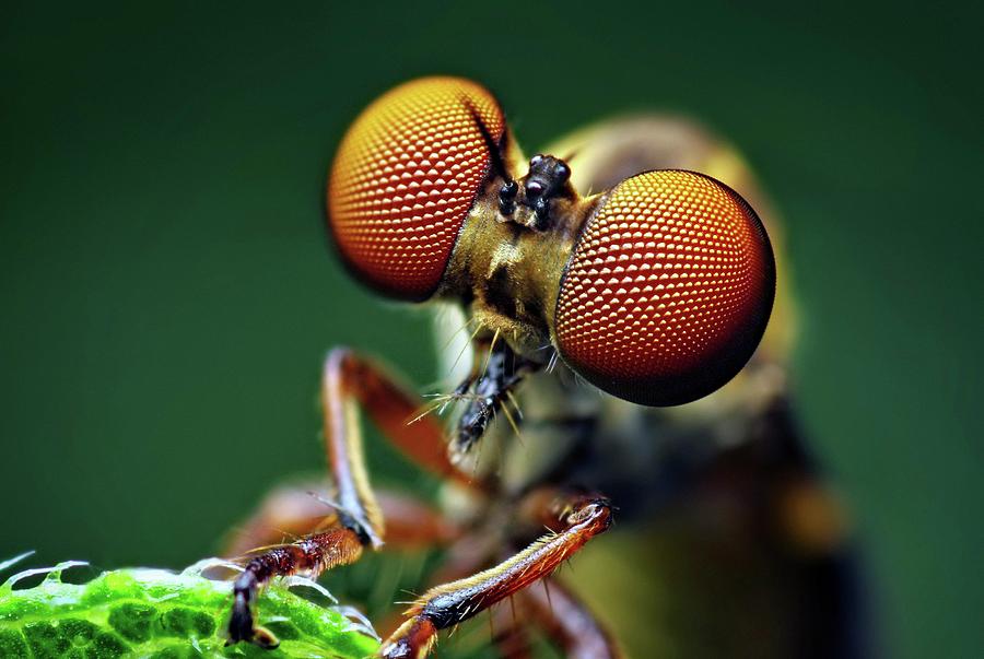 Robber Fly Photograph by Thomas Shahan/science Photo Library