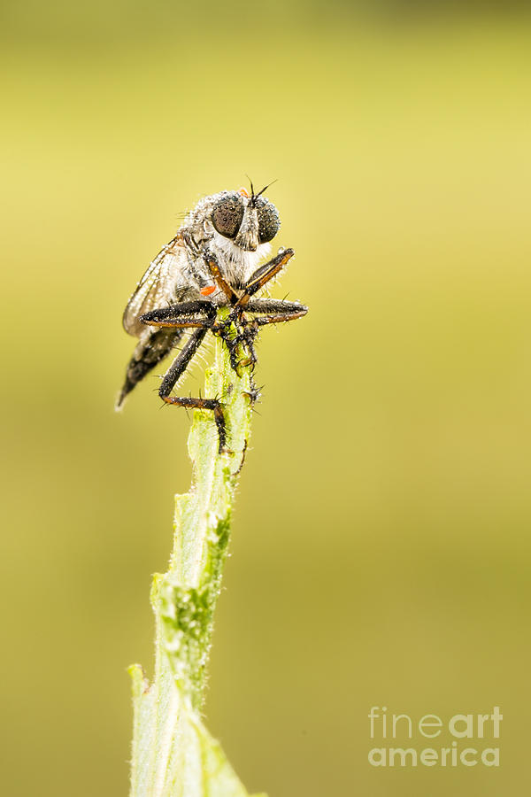 Robber Fly Photograph by Timothy Hacker