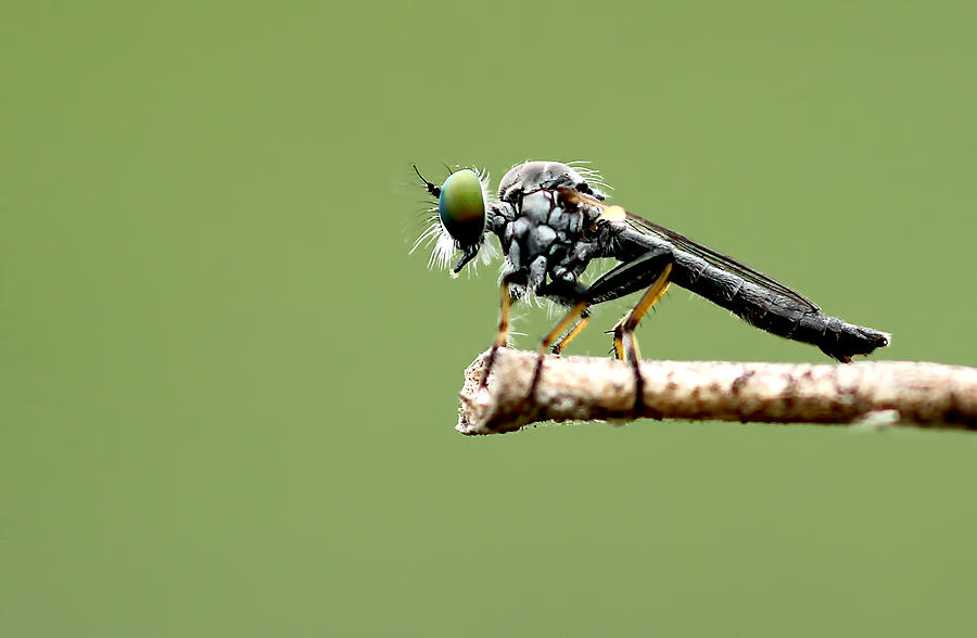 Robberfly Photograph by Karthik Photography