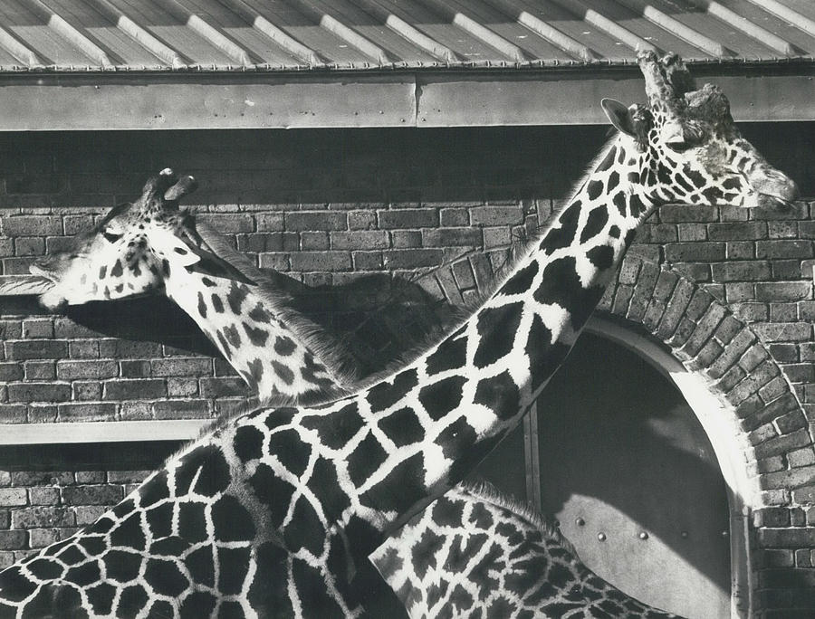 Robbie The London Zoo’s Giraffe Is Reunited With His Mate Virginia ...