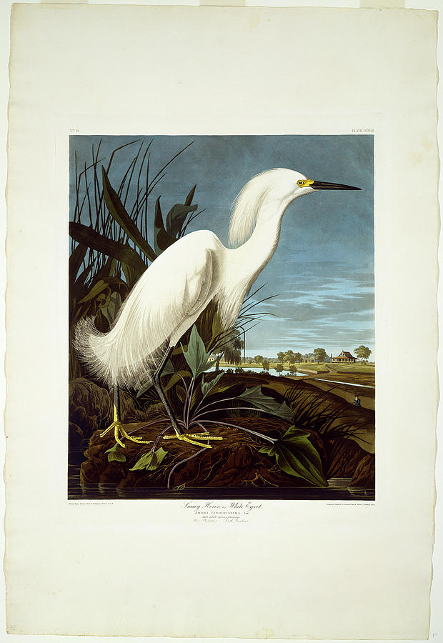 Heron Drawing - Robert Havell After John James Audubon, Snowy Heron by Litz Collection