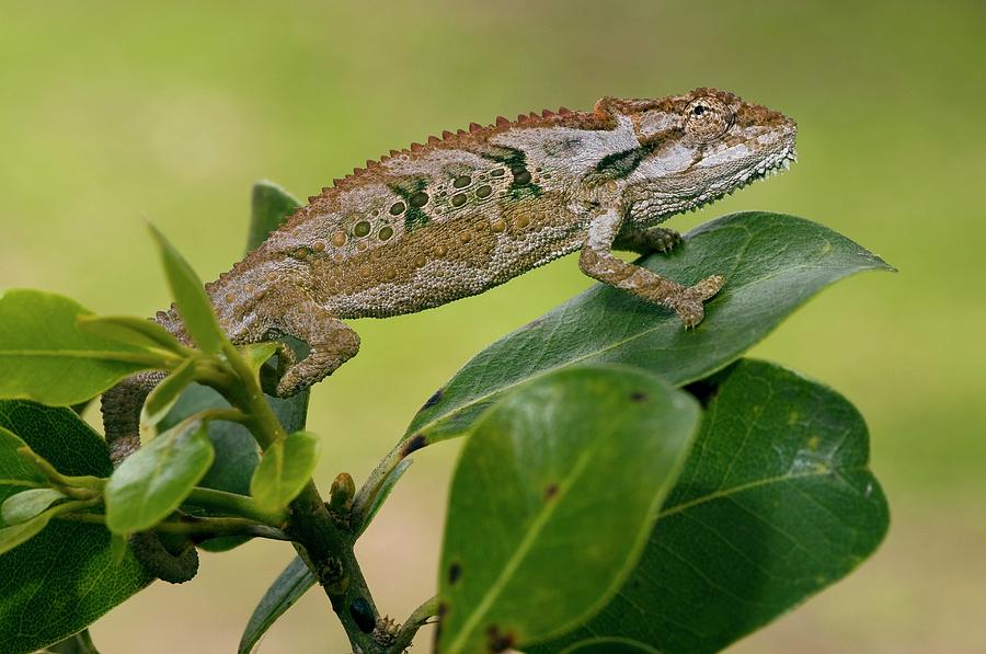 Robertson Dwarf Chameleon Photograph by Peter Chadwick/science Photo ...