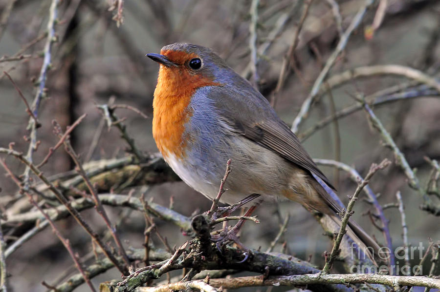 The Robin – Britain's Favourite Bird