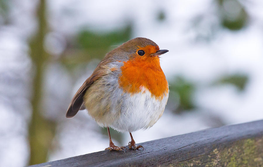 Robin Redbreast Photograph by Scott Carruthers
