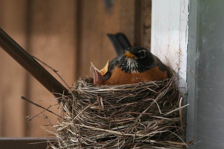 Robin and Chick in Nest Photograph by John Dart