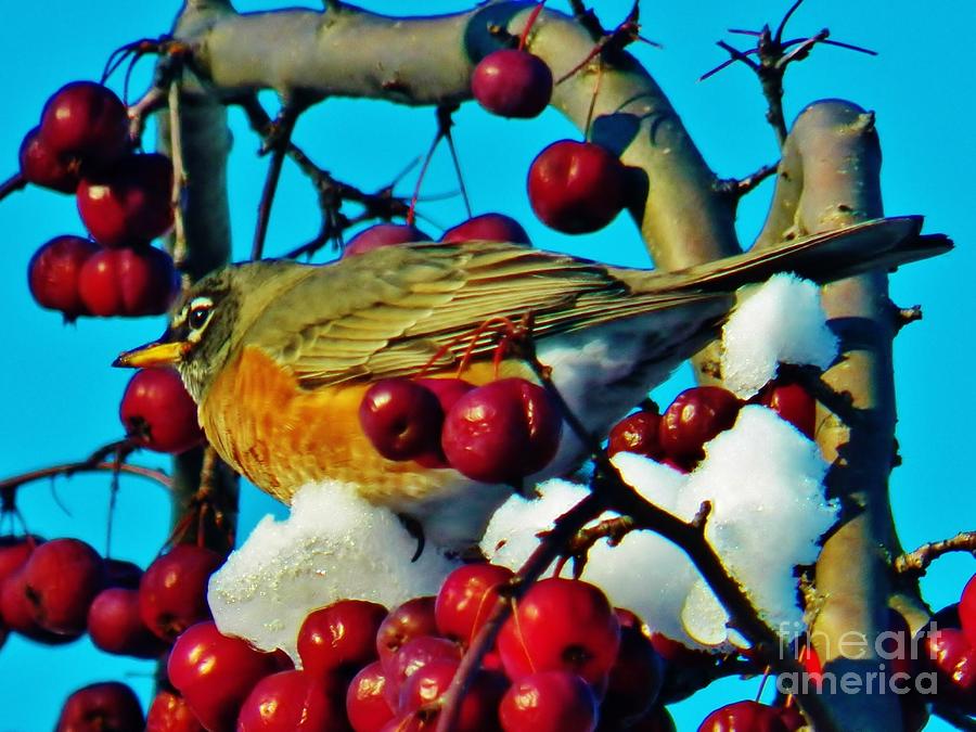 Robin and Crab Apples Photograph by Judy Via-Wolff