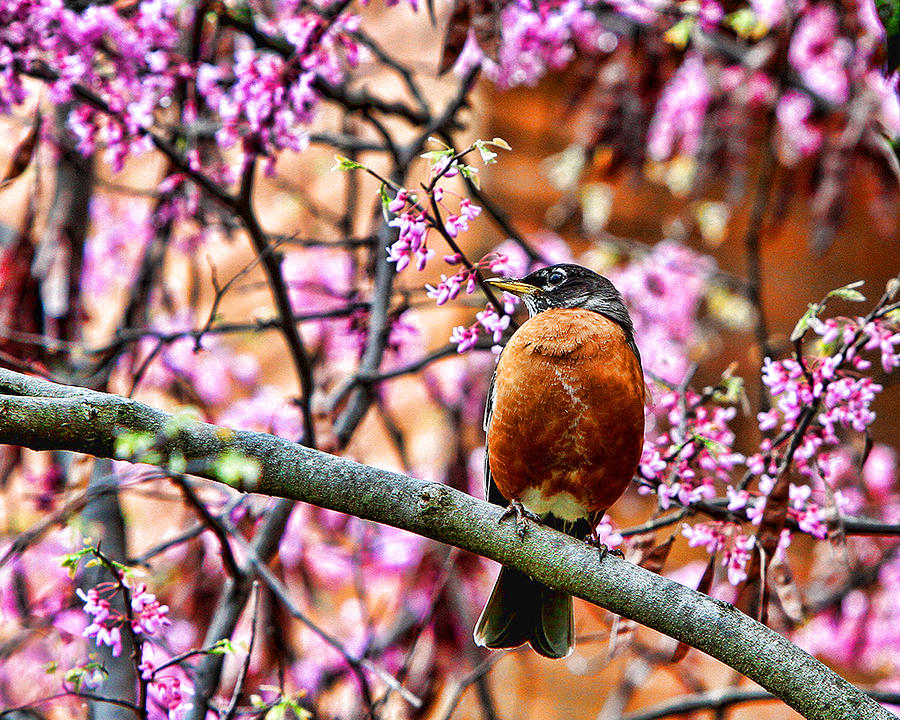 Robin and Red Buds Photograph by John Freidenberg