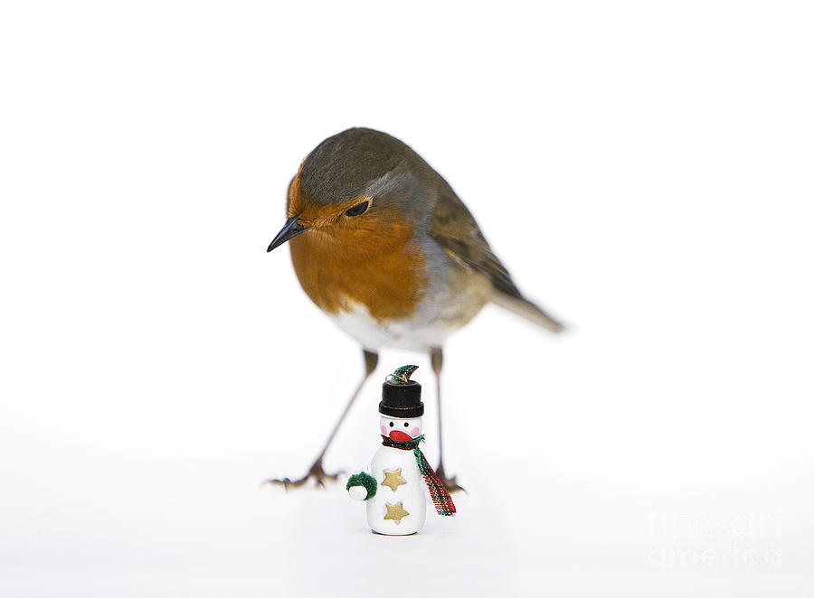 Robin and Snowman Photograph by Tim Gainey