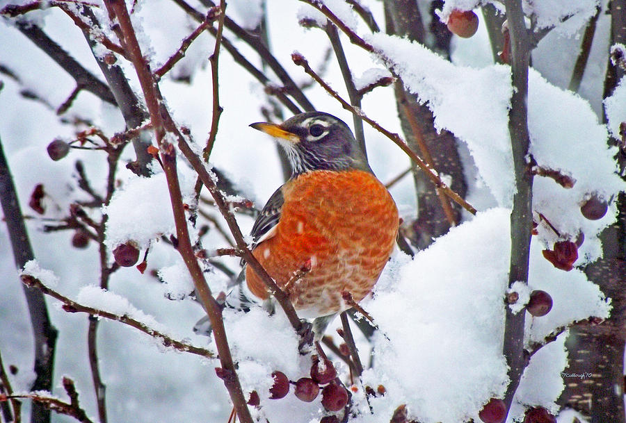 Robin and the Snow Photograph by Duane McCullough
