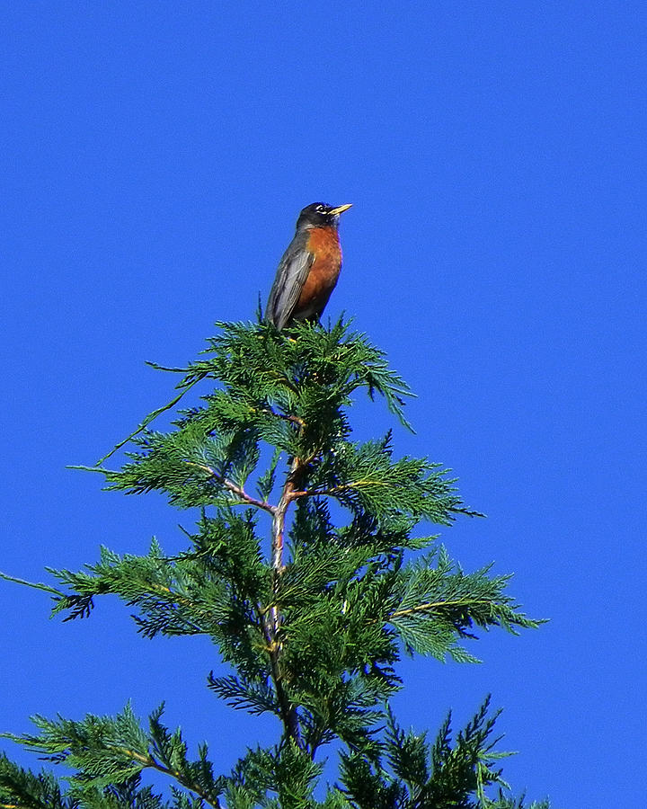 Robin Christmas Tree Topper Photograph by Bill Swartwout