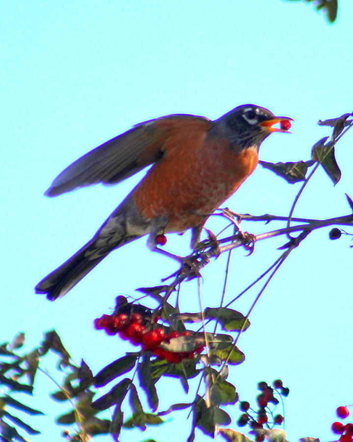 Robin Photograph by Dancingfire Brenda Morrell - Pixels