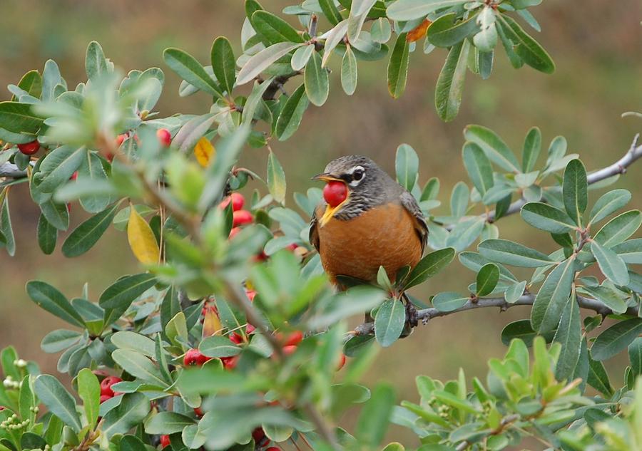 Robin Eating Berry  Photograph by Linda Brody