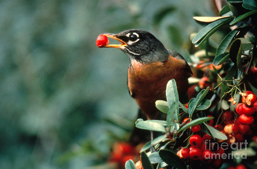 Robin Eating Pyracantha Berries Photograph by Ron Sanford
