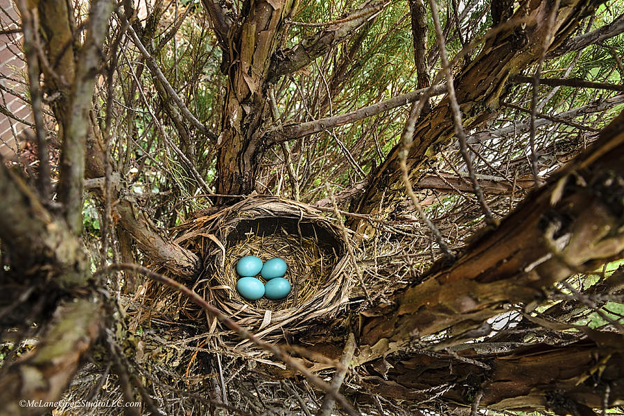 Animal Photograph - Robin egg nest Day3 by LeeAnn McLaneGoetz McLaneGoetzStudioLLCcom
