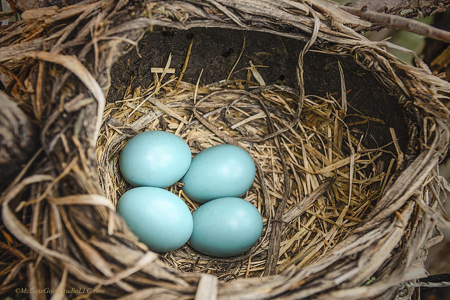 Robin egg nest Photograph by LeeAnn McLaneGoetz McLaneGoetzStudioLLCcom ...