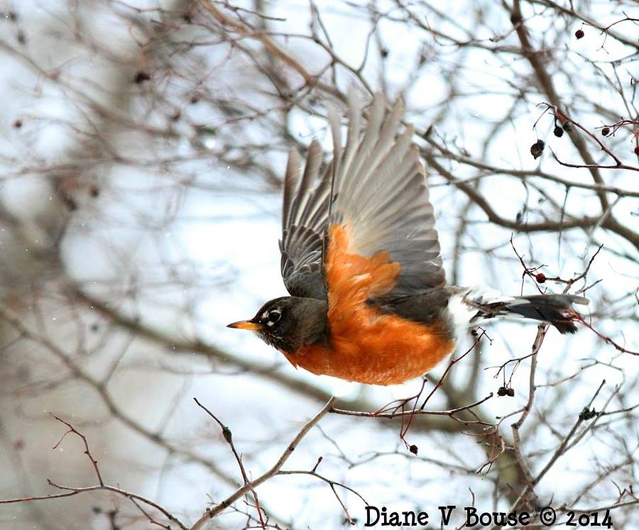 Robin Flying Through Branches Photograph By Diane V Bouse Fine Art America