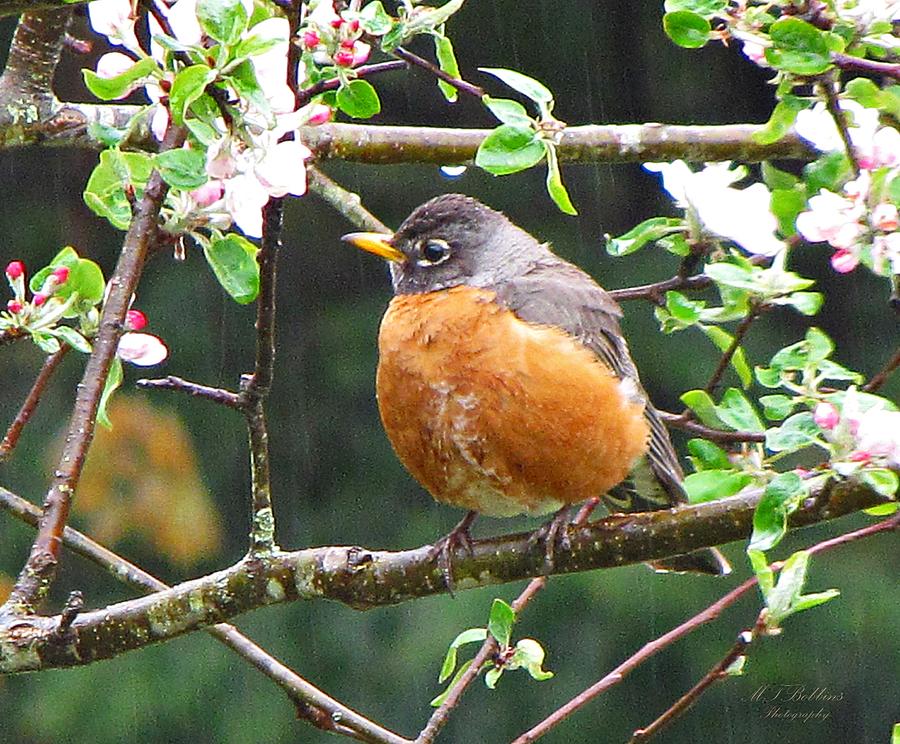 Robin in Apple Tree Photograph by MTBobbins Photography
