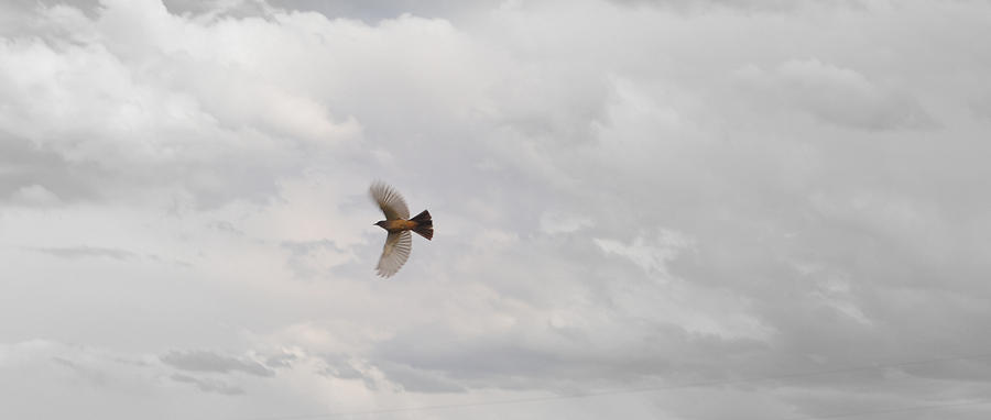 Bird Photograph - Robin in Flight by Lisa Holland-Gillem