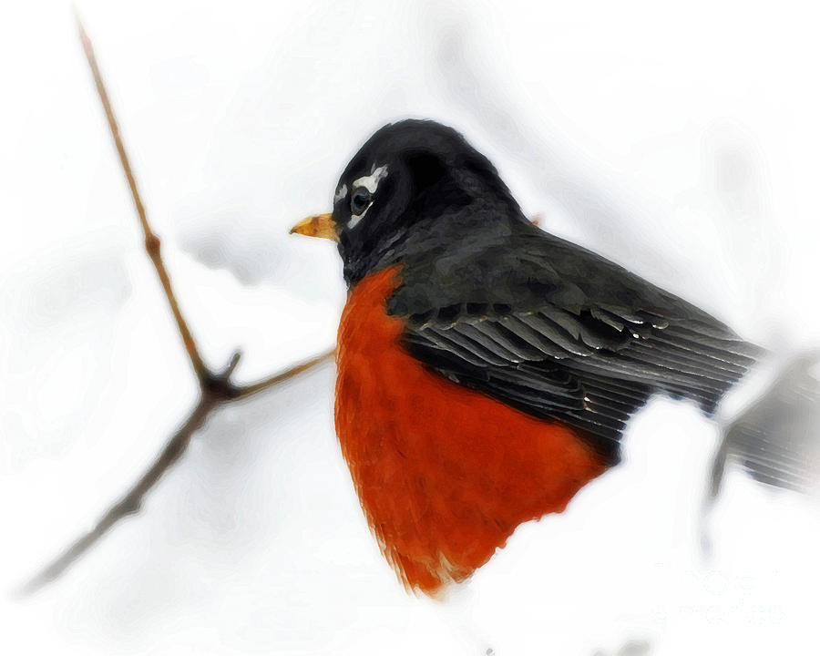 Robin in Snow Photograph by Lila Fisher-Wenzel
