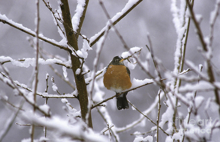 American Robin Photograph - Robin In Snow by Novastock American Robin Photograph - Robin In Snow by Novastock