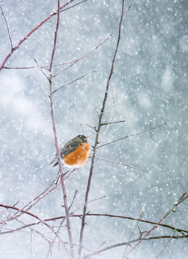Robin in Snow Photograph by Rebecca Cozart