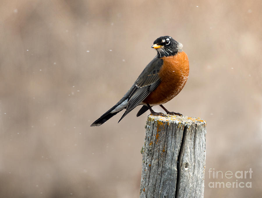 Robin in Snowfall Photograph by Shannon Carson