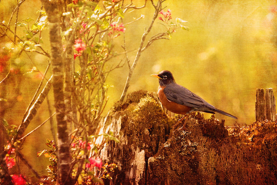 Robin Photograph - Robin in Spring by Peggy Collins