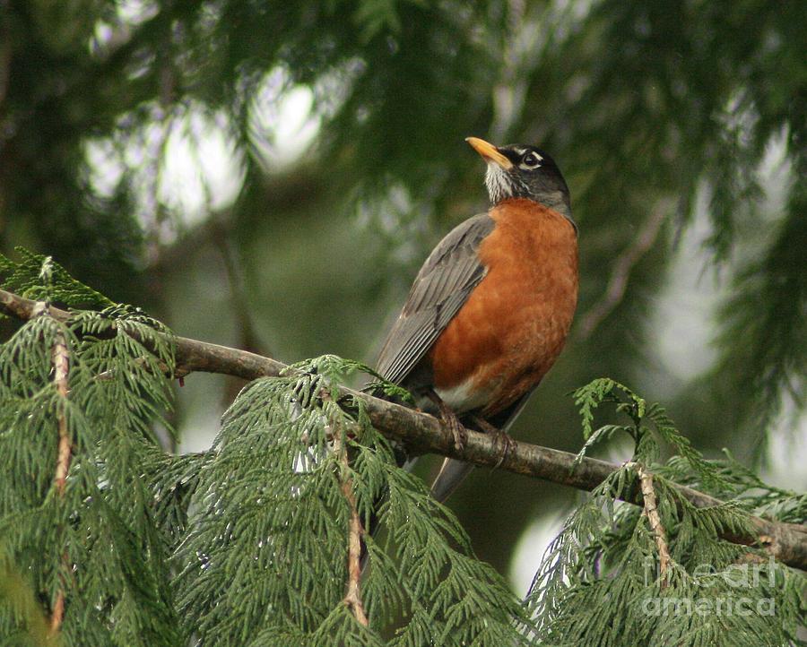 American Robin in the Cedar Photograph by Teresa A Lang - Fine Art America