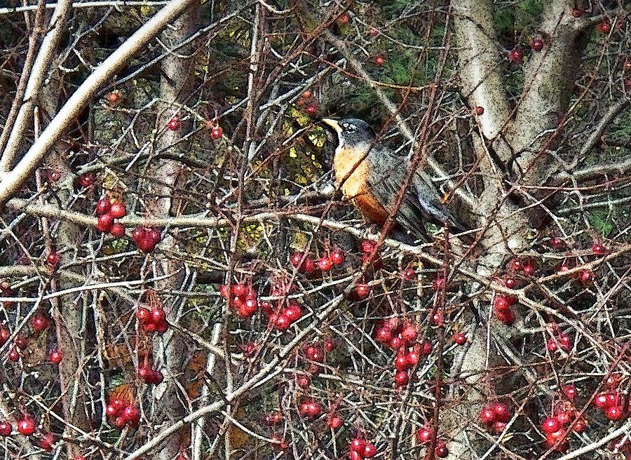 Robin in the Crab Apple Trees Photograph by Joy Nichols