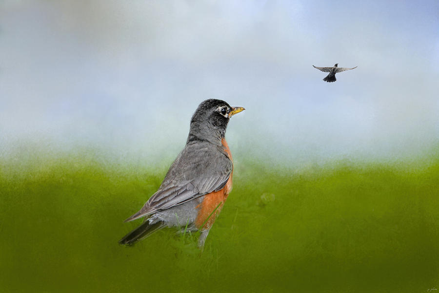 Bird Photograph - Robin In The Field by Jai Johnson