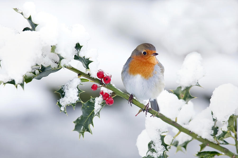 Robin in the Snow Photograph by Andrew_Howe