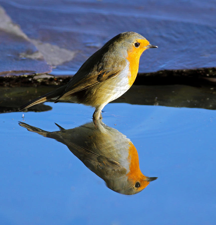 Robin in water Photograph by Grant Glendinning