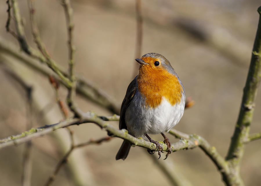 Robin In Winter Photograph by Simon Gregory - Fine Art America